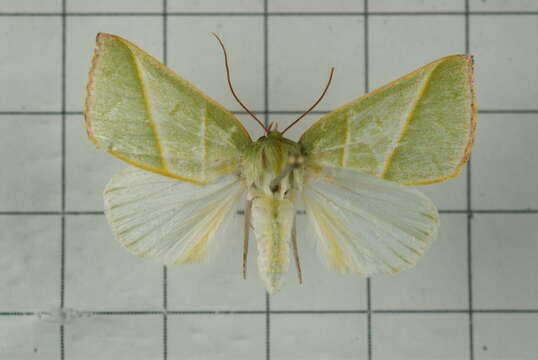 Image of Hylophilodes tsukusensis Nagano 1918