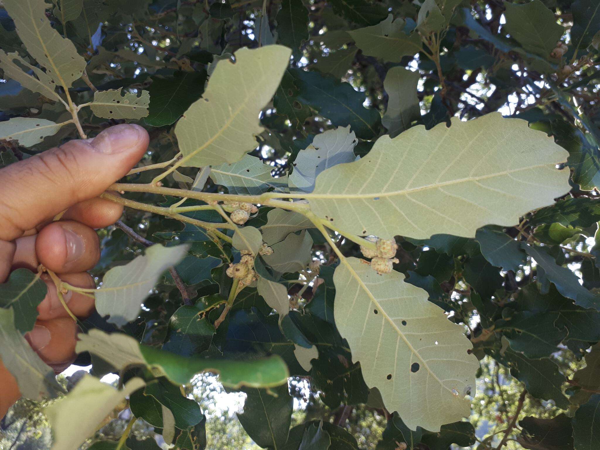 Image of Algerian oak