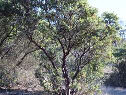 Image of Santa Catalina Island manzanita