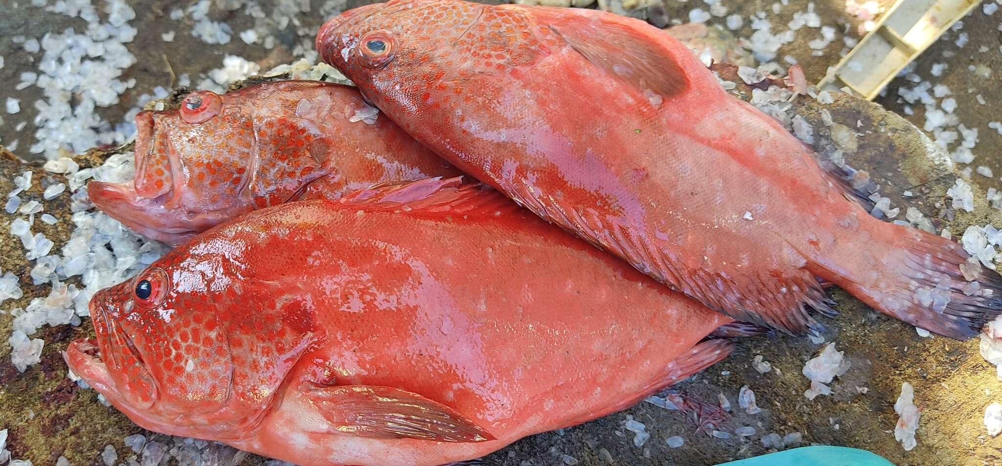 Image of Peacock rockcod