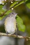 Image of Gray-capped Tyrannulet