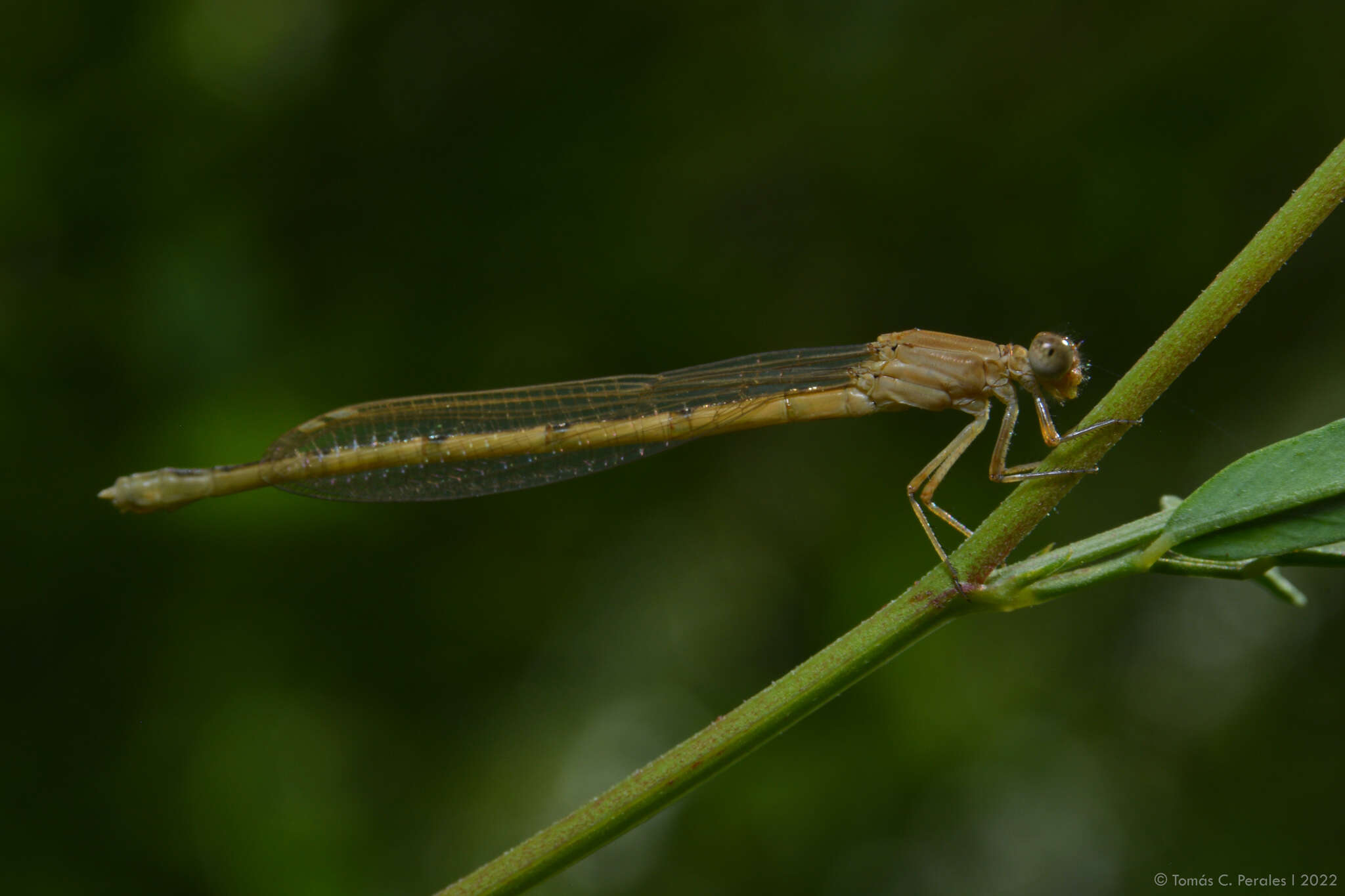 Image of Oxyagrion rubidum (Rambur 1842)