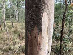 Image of Eucalyptus major (Maiden) Blakely