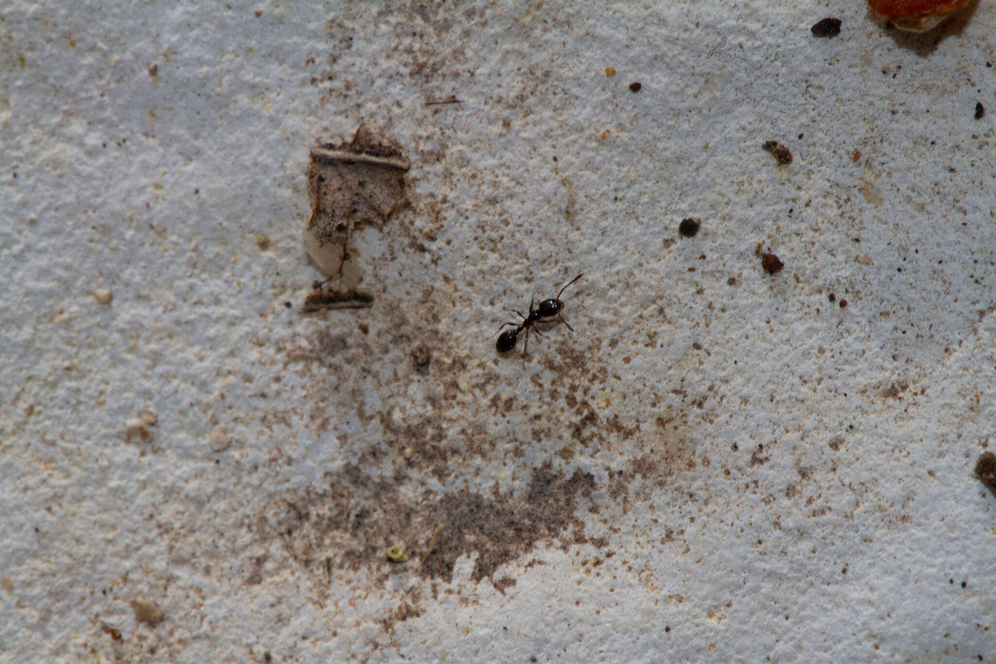 Image of Little Black Ant