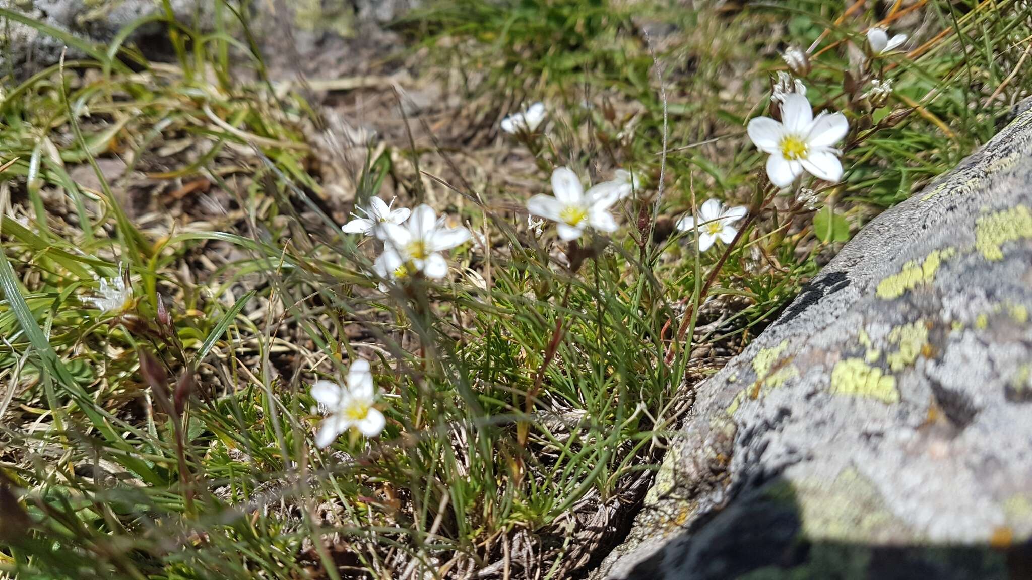 Image of Livelong Saxifrage