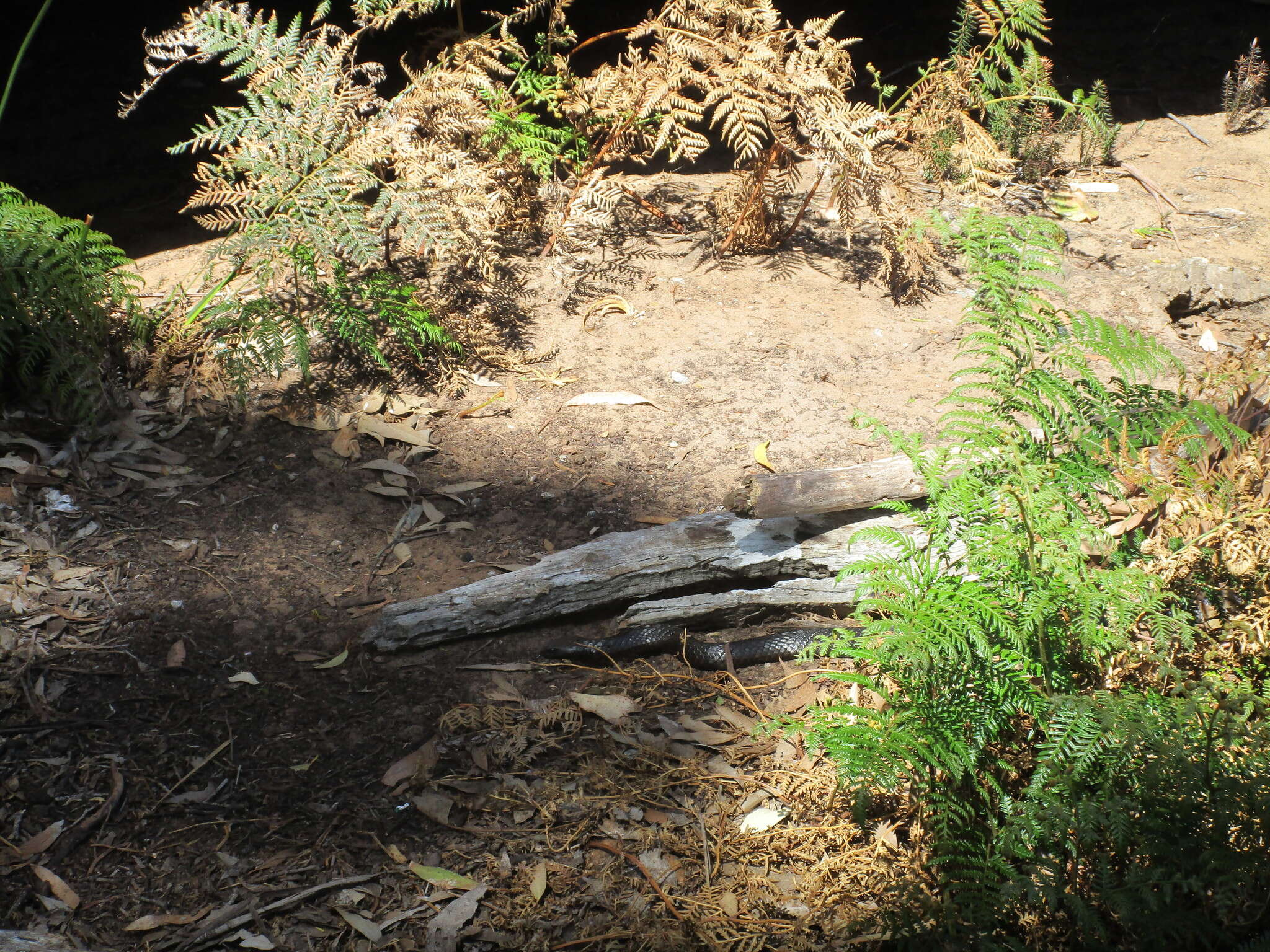 Image of Australian Tiger Snakes