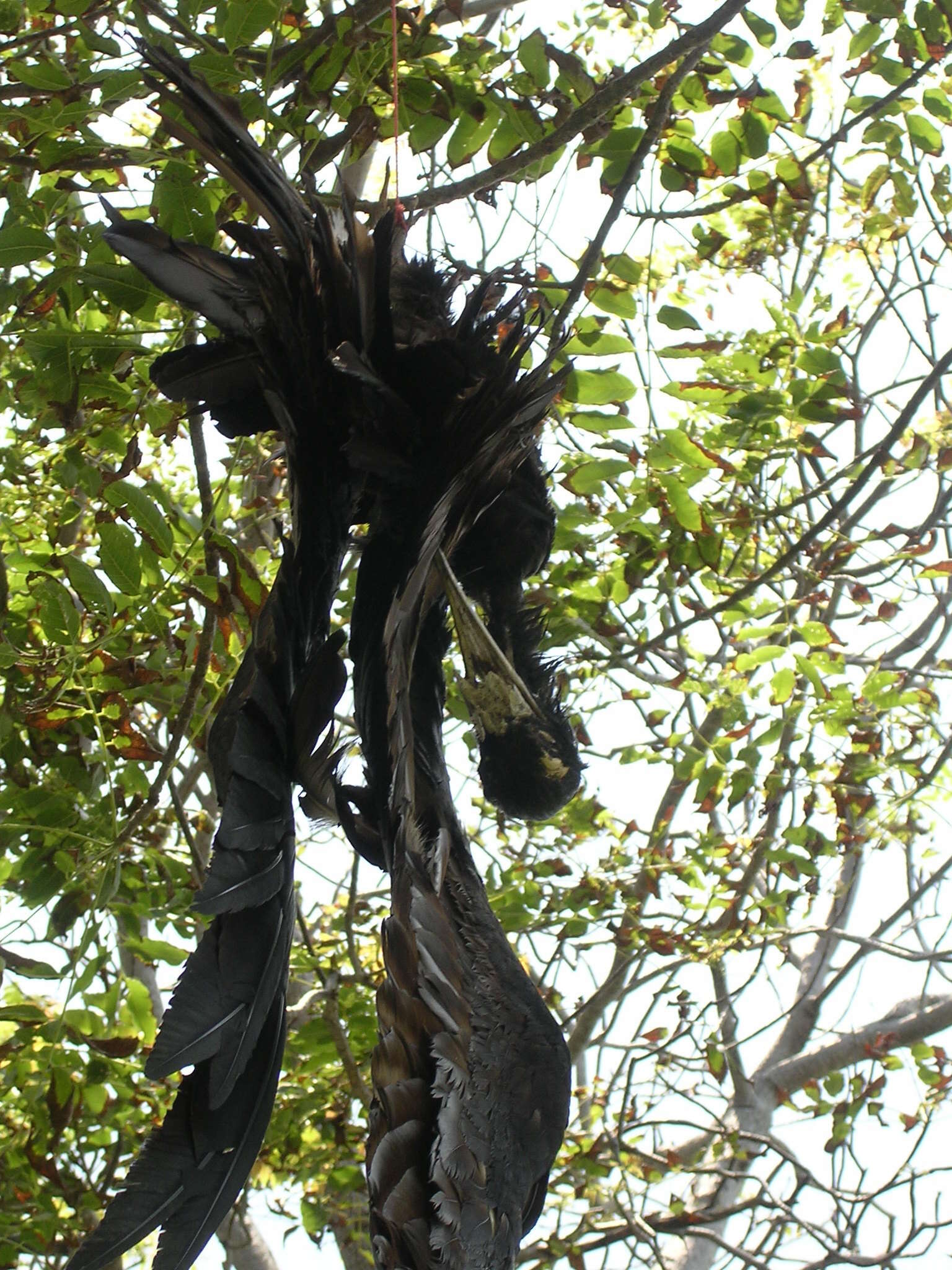 Image of Lesser Frigatebird