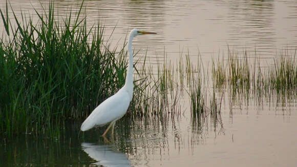 Image of Ardea alba alba Linnaeus 1758