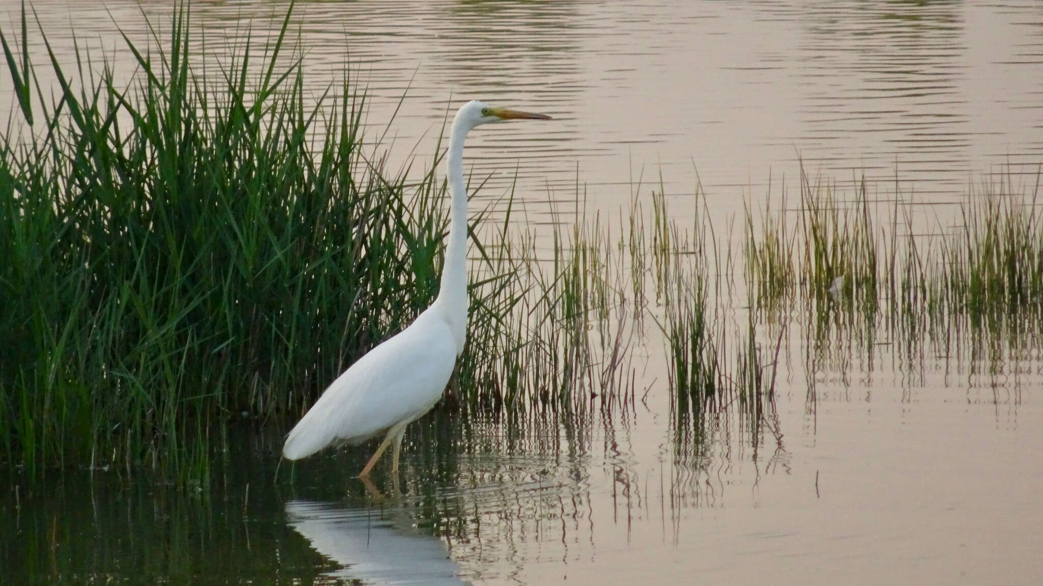 Image of Ardea alba alba Linnaeus 1758