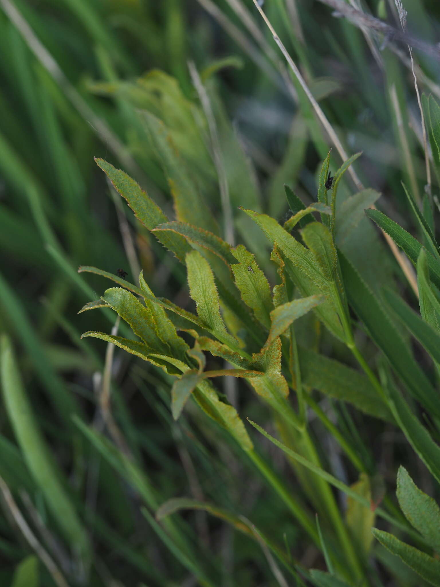 Image of Puccinia sii-falcariae (Pers.) J. Schröt. 1887