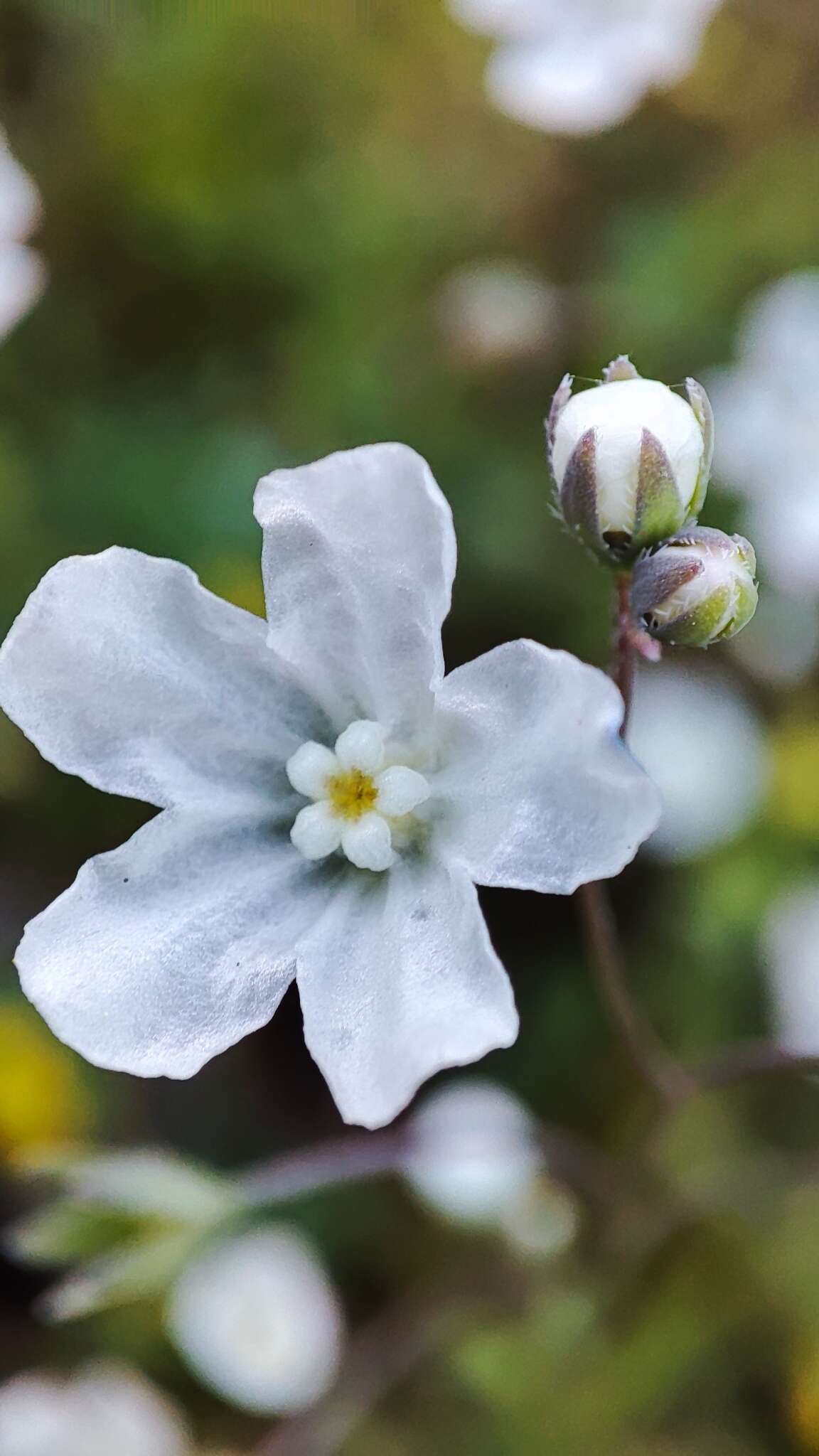 Слика од Iberodes linifolia (L.) Serrano, R. Carbajal & S. Ortiz