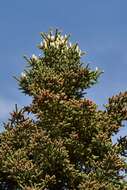 Image of Abies pinsapo var. pinsapo