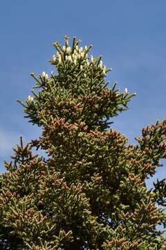 Image of Abies pinsapo var. pinsapo