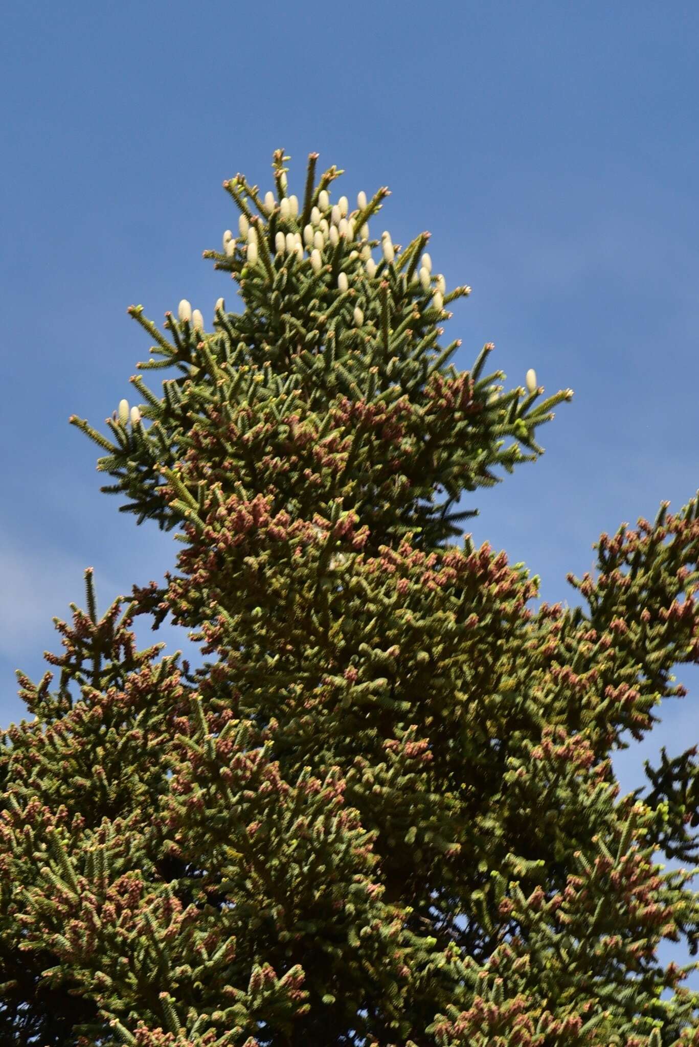 Image of Abies pinsapo var. pinsapo