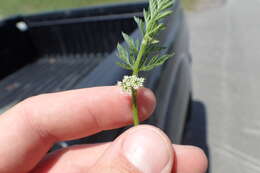 Image of knotted hedgeparsley