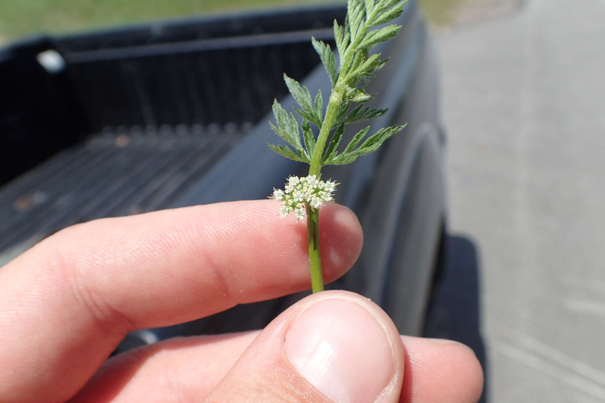 Image of knotted hedgeparsley