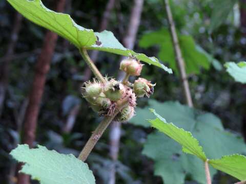 Image of Rubus alceifolius Poir.