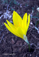 Image de Sternbergia lutea subsp. sicula (Tineo ex Guss.) K. Richt.