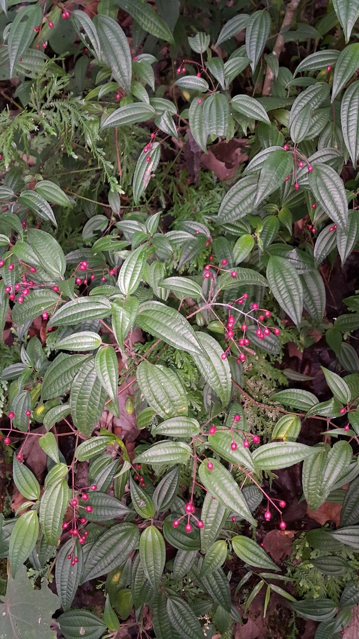 Image of Miconia cornoides