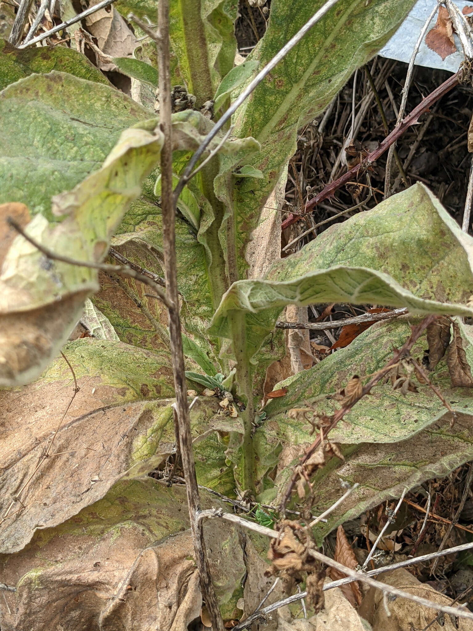 Image de Verbascum thapsus subsp. thapsus