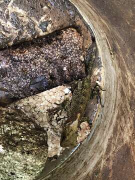 Image of Horned wood lizard