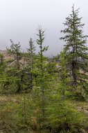 Image of Larix gmelinii var. gmelinii