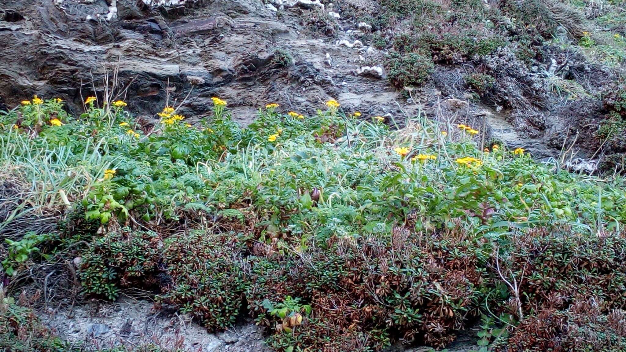 Image of coastal ragwort