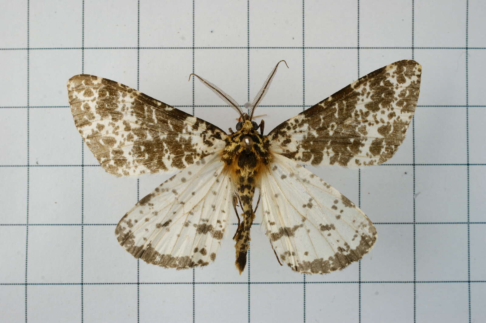 Image of Arichanna picaria Wileman 1910