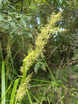 Image of Carex cruciata Wahlenb.