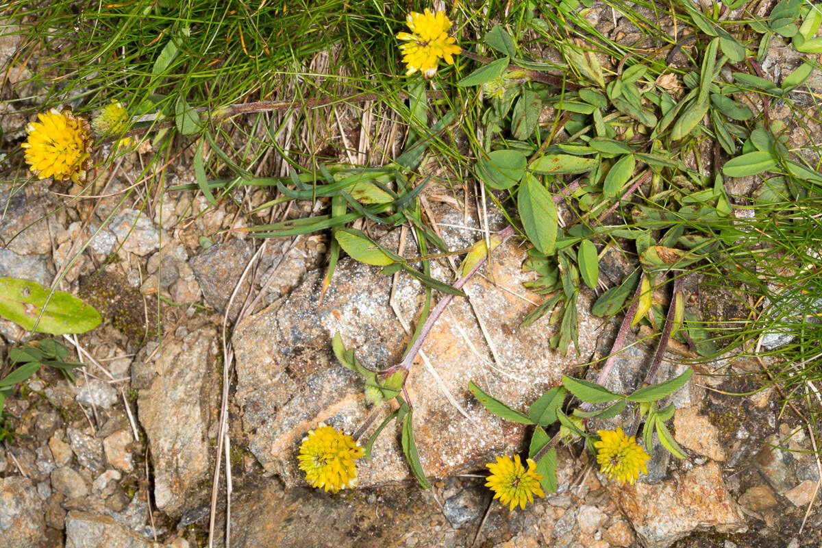 Sivun Trifolium badium Schreb. kuva