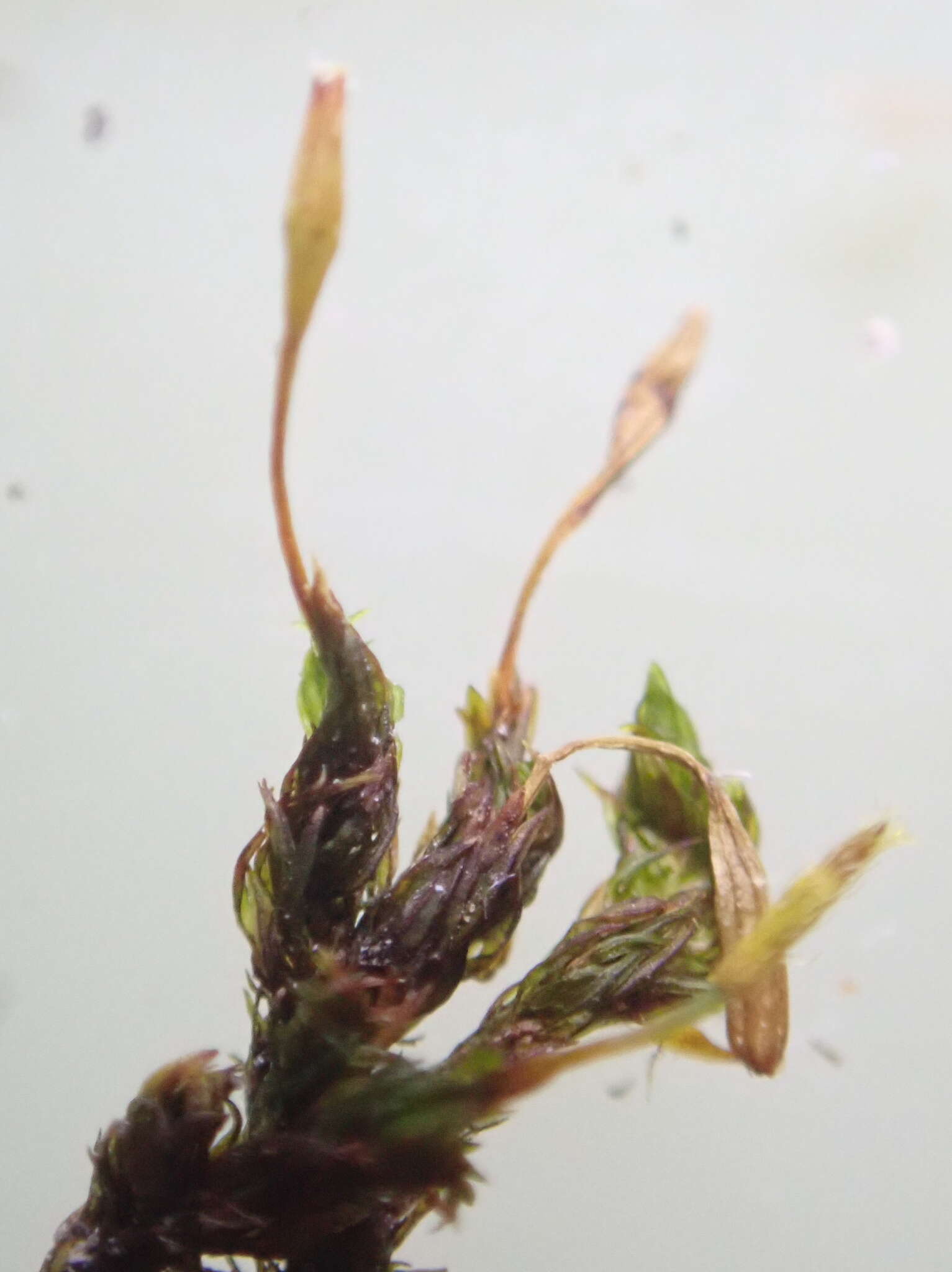 Image of Drummond's ulota moss