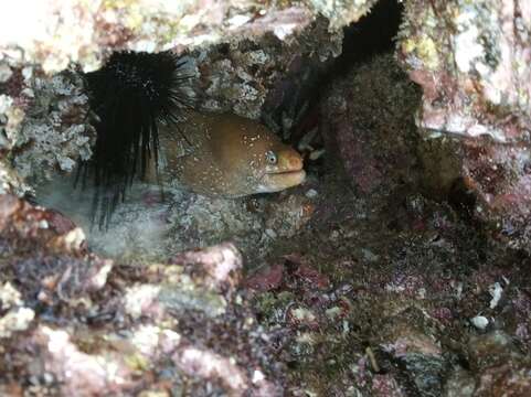 Image of Freckled moray