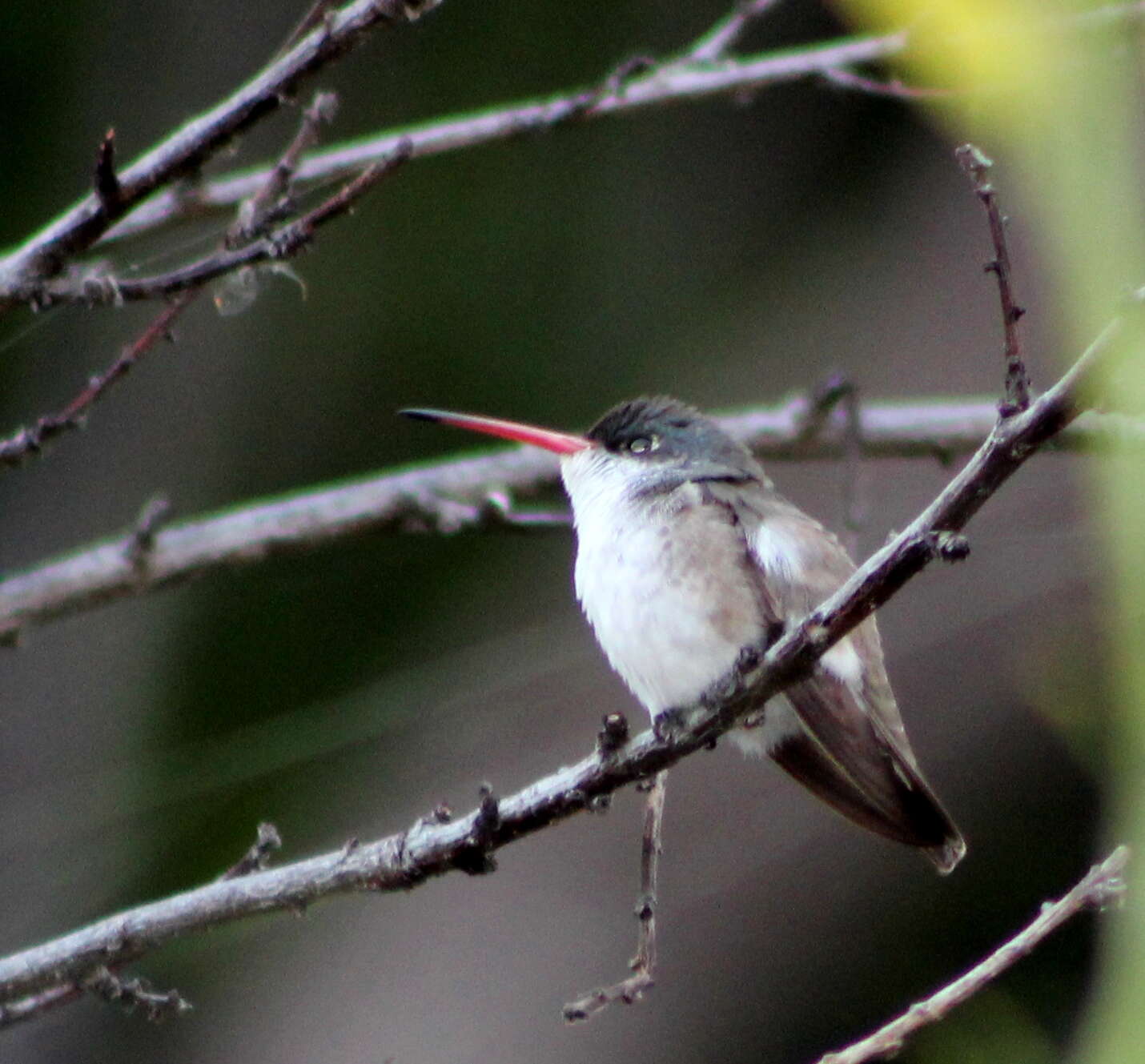 Plancia ëd Leucolia violiceps (Gould 1859)