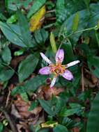 Image of Tricyrtis formosana Baker