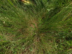 Image of Festuca rupicola Heuff.