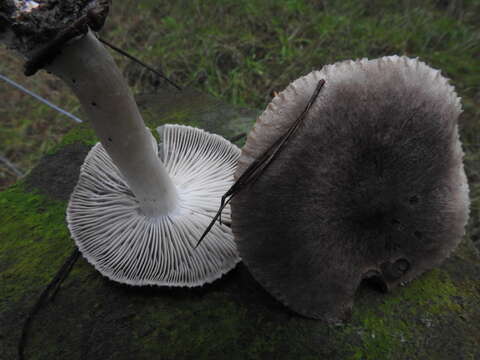 Image of Grey Agaric