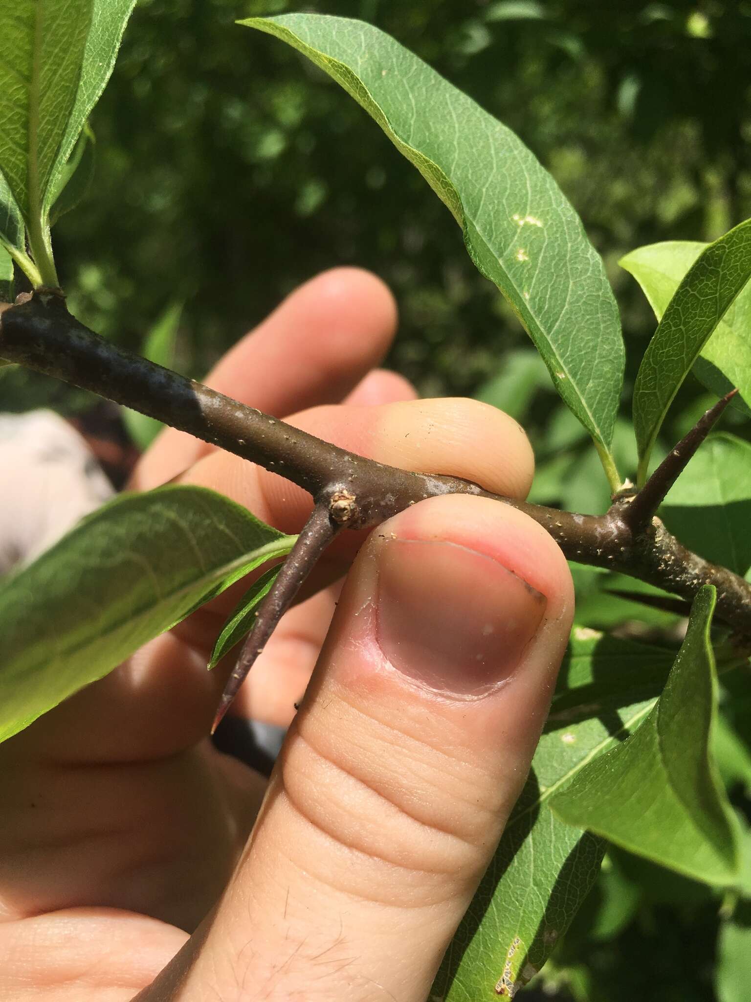 Image of buckthorn bully