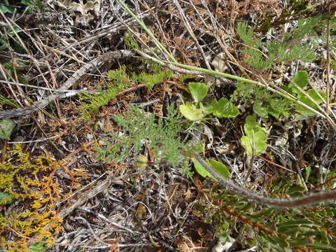 Image of Pelargonium triste (L.) L'Her.