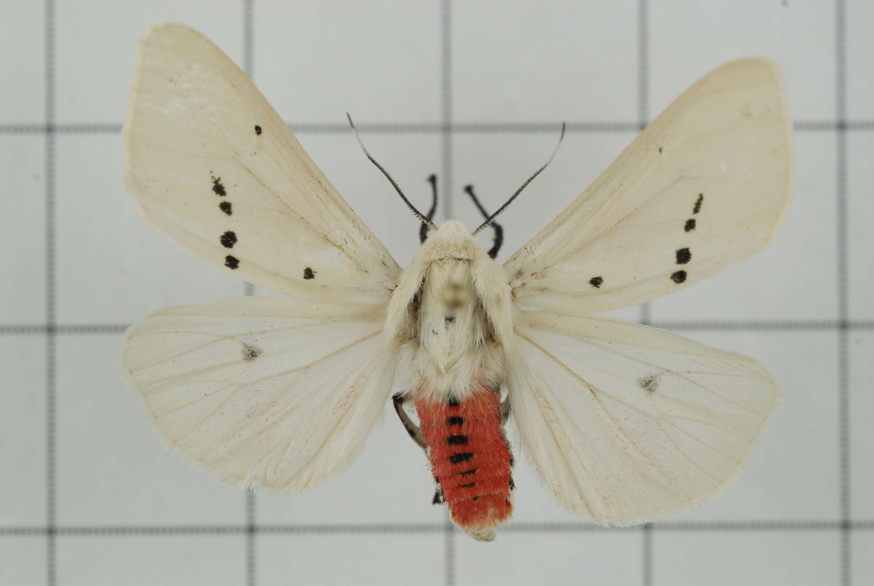 Image of Spilarctia subcarnea (Walker 1855)