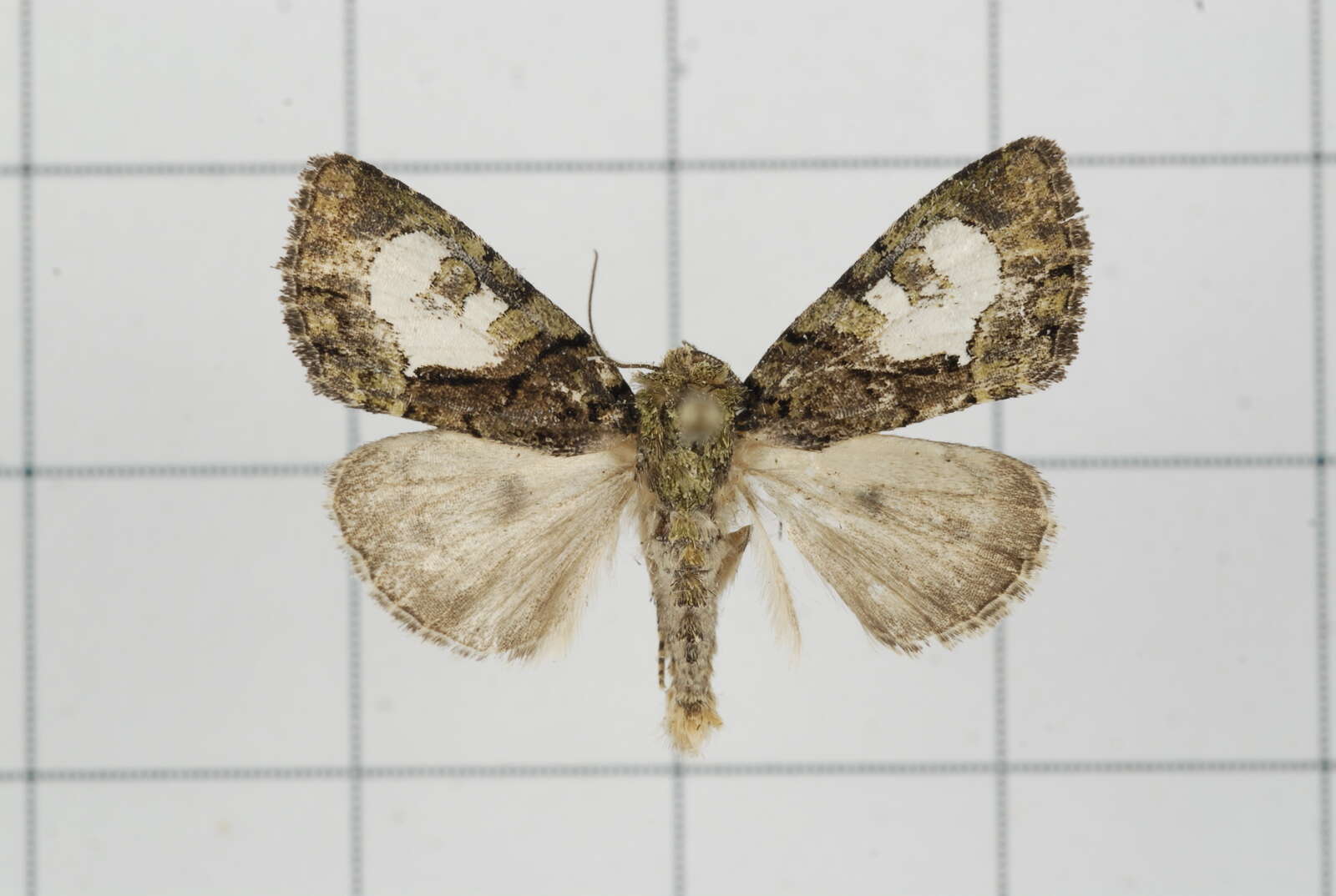 Image of Chytonix variegata Jones 1914