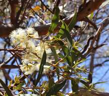 Image of Eucalyptus socialis subsp. viridans D. Nicolle