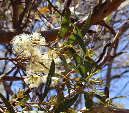 Image of Eucalyptus socialis subsp. viridans D. Nicolle