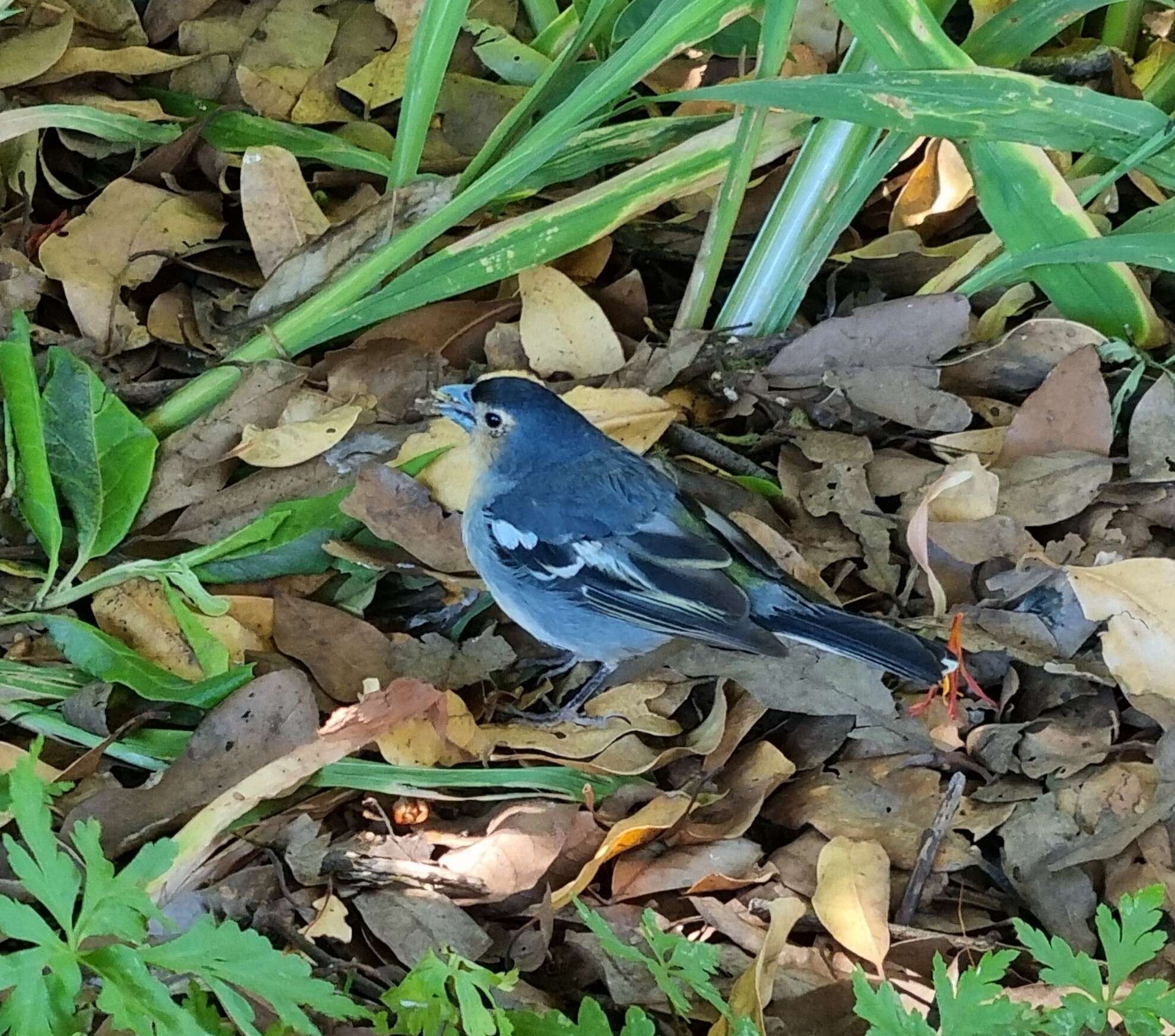 Image of La Palma Chaffinch