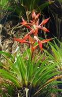 Image of Tillandsia standleyi L. B. Sm.