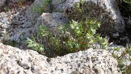 Image of woollyhead neststraw