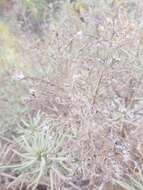 Image of Echium onosmifolium subsp. onosmifolium