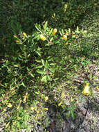 Image of largeflower yellow false foxglove