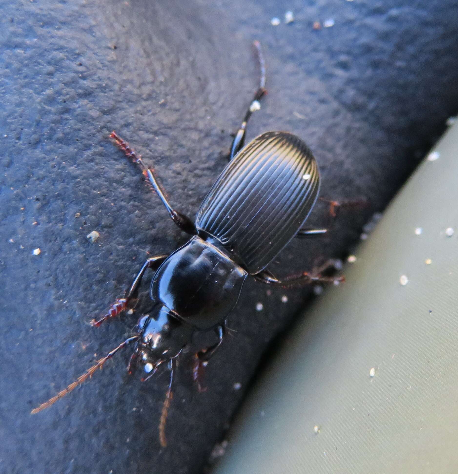 Image of Pterostichus (Hypherpes) algidus Le Conte 1853