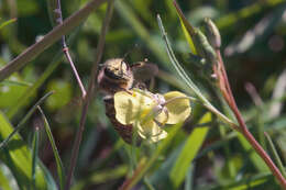 Image of Apis mellifera iberiensis Engel 1999