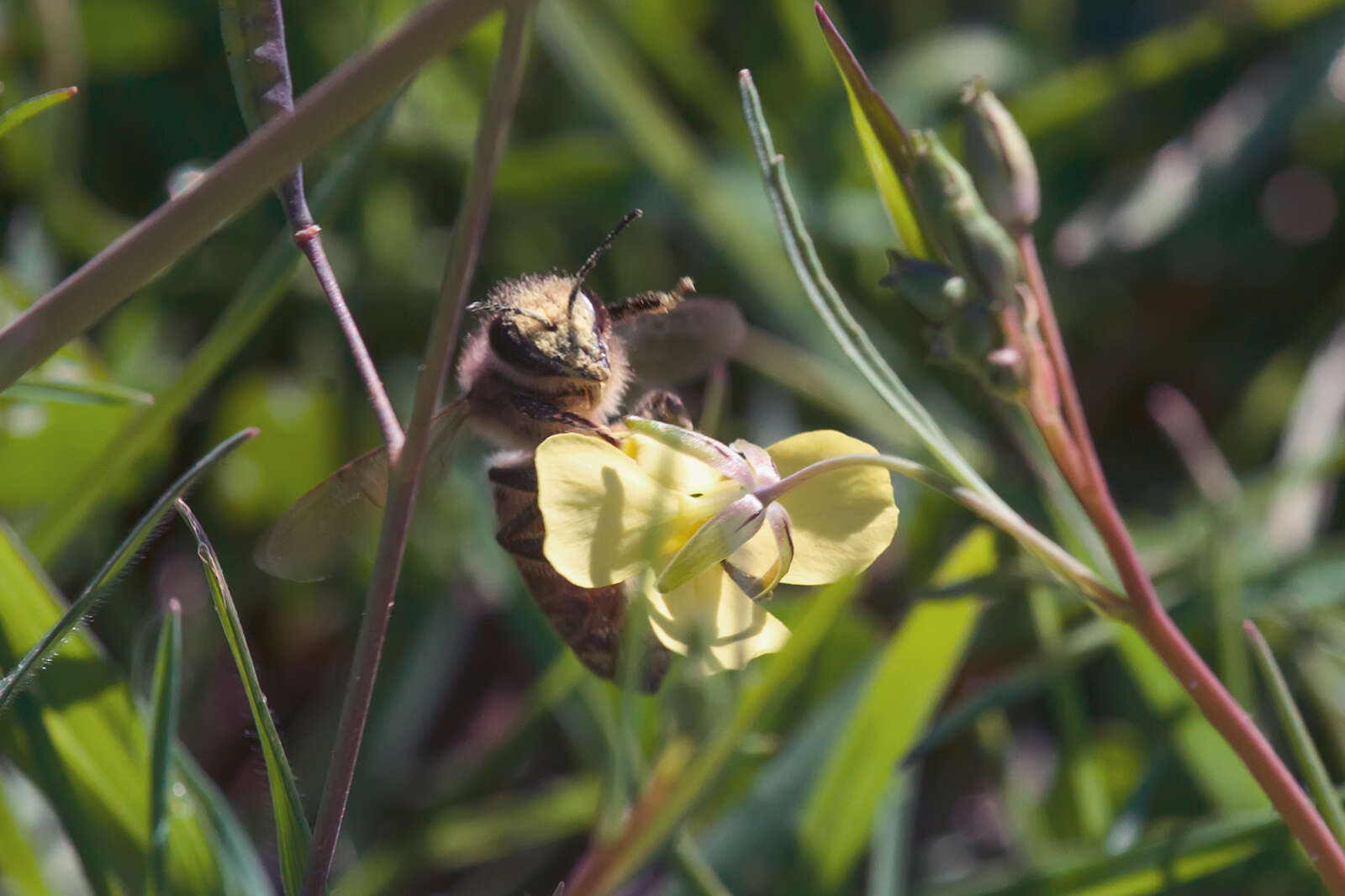 Image of Apis mellifera iberiensis Engel 1999